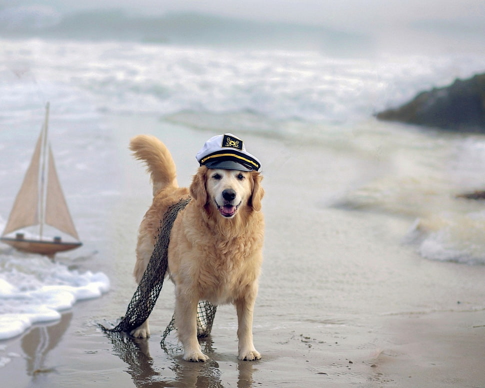 golden retriever wearing white and black police hat HD wallpaper